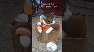 고양이가 구걸을? 오사카 신세카이의 고양이 모델 #shorts