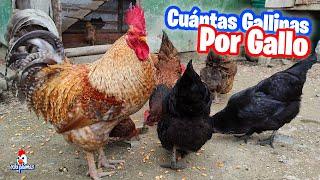 Cuantas GALLINAS puedo tener por cada GALLO 