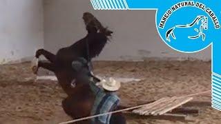 Doma de caballo difícil, nunca antes montado. Manejo Natural del Caballo