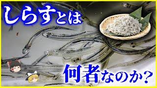 【ゆっくり解説】「しらす」とは何者なのか？を解説/生シラス、ちりめんモンスター