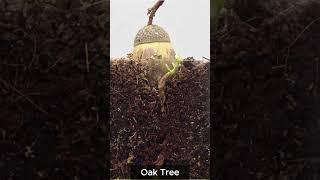 Oak Tree Growth Time Lapse From Acorn to Majestic Oak  #viral #shortfeed  #timelapse
