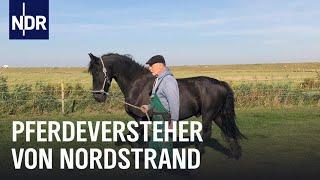 Friesenpferde in Not | Die Nordreportage | NDR Doku