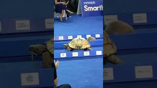 Speedy Tortoise And Hare Race Each Other IRL