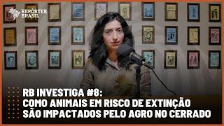 RB Investiga #8: como animais em risco de extinção são impactados pelo agro no Cerrado