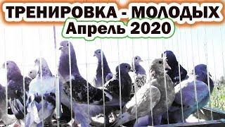 Тренировка молодых голубей турков (метисов) Апрель 2020