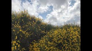 Camino Mozárabe: Piorno flowers all over the camino in southern Spain