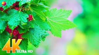 4K Backyard Plants   10 bit Color Nature Relax Video with Nature Sounds