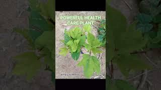 Natural Plant trends:-  Embracing Nature's Bounty: The Power of Medicinal Plants.   #medicinal