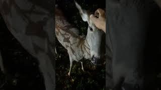 Petting a wild deer?!?! #postsplanet #viral #trending #deer #pet #wild #crazy #love