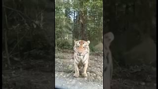 Intelligent Amur tiger vs wild Russians