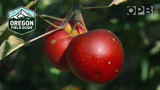 Locating the world’s largest collection of apple varieties | Oregon Field Guide