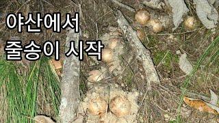 야산에서 줄송이 떼송이가 줄줄이