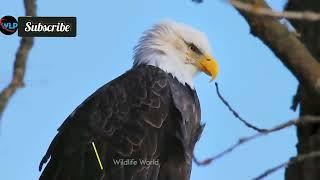 Eagles captures a Goat | AmazingRaptors and Eagle Attacks | Eagles vsMonkey, Fox and Snake