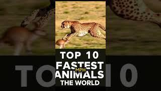 Top 10 Fastest Animals in the World #animalplanetjk