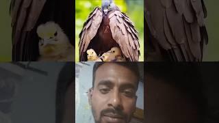 Bird life #birds #love #nature #vairalshort #hindisong