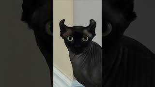 #cat #sphinx #elf