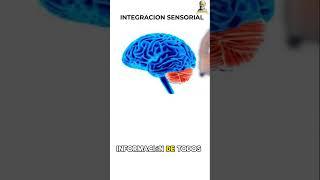 CEREBELO FACIL Y RAPIDO! #hospital #educacionmedica #ciencia
