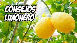 Top 7 Consejos para Cultivar LIMONEROS  | La Huerta de Ivan