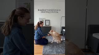 Fast alle Hunde können diesen Trick, deiner auch? 