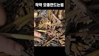 한번 심어놓으면 평생볼수 있는 작약꽃 모종만드는방법#작약 #작약꽃 #문경맑은하늘팜 #약초도시농부