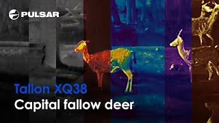 Pulsar Talion XQ38 | Thermal Imaging Scope for Hunting