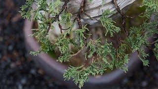 Bonsai Detail Wiring