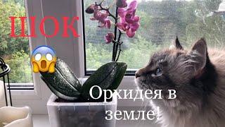 Орхидея Парфюмерная фабрика в земле! Шок  пересадка и спасение!