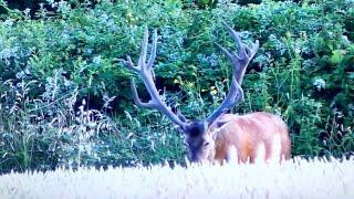 GIANT red stag new developed antlers 2016