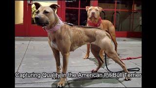 Pit Bull Philosophy 2023: Capturing Quality in the American Pit Bull Terrier