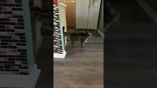 Incredible Legs Moving By Cat This is Very Fast #shorts #short #animals