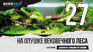 27. На опушке Вековечного леса. Аквариум с живыми растениями