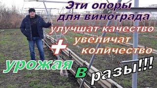 Одна из лучших виноградных опор у Владимира Дорошенко для получения дорогих рыночных  гроздей.