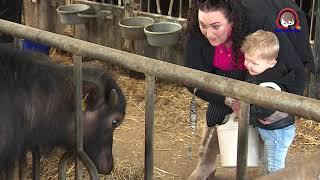 Buffels mogen de wei in bij Buffelfarm Meems in Onstwedde