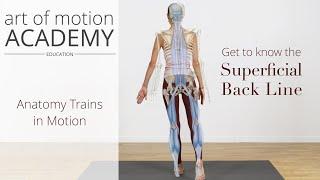 Get to Know the Superficial Back Line | Anatomy Trains in Motion