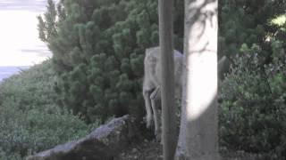 Fawn Feeding 6-12