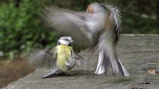 Blue Tit Versus Chaffinch - Round 2