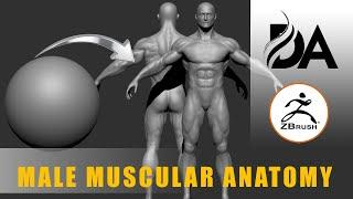 How to Make a MALE MUSCULAR ANATOMY in ZBrush Tutorial