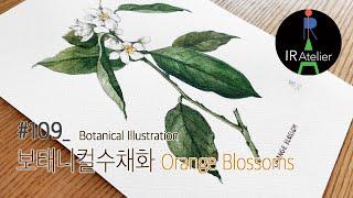 수채화 보태니컬아트 / 오렌지블러썸 Orange Blossom Botanical Painting