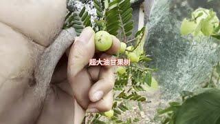 童年的回憶,兒時的快樂,油甘果#我的鄉村生活 #農村生活 #大自然的饋贈