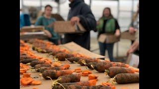 Dulcinea Carrot Selection at Fruition seeds