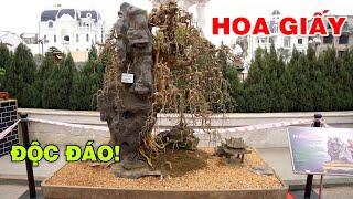 Cây Hoa Giấy tạo tác độc đáo bậc nhất triển lãm Ninh Hiệp