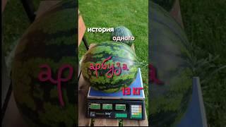 Впервые вырастили арбузы, Экземпляр 13 кг #теплица #арбуз