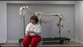The Story of Snippy the Horse