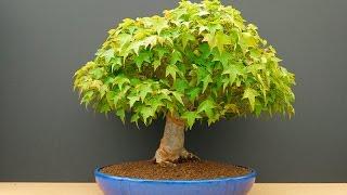 Trident maple (Acer Buergerianum)