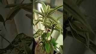 Plants ki growth na hone ke kaaran#shorts#Gardening with geet kumar