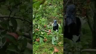 #villagelife #pahadi #mountains #himachaliculture #apple #viketansparadise #morningtoeveningroutine