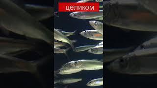 Что кушать надо женщинам для долгожительства #люди