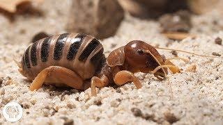 Jerusalem Crickets Only Date Drummers | Deep Look