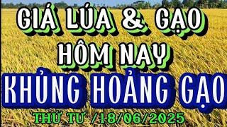 GIÁ LÚA & GẠO HÔM NAY THỨ TƯ / 18/06/2025| Giải Trí Miền Tây