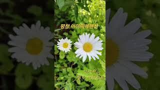 평창여행 평창펜션 샤스타데이지 꽃멍 봄여행 아미띠에펜션 강원도여행 평창가볼만한곳 야생화 힐링여행 #평창여행 #평창펜션추천 #평창가볼만한곳 #flowers #여행